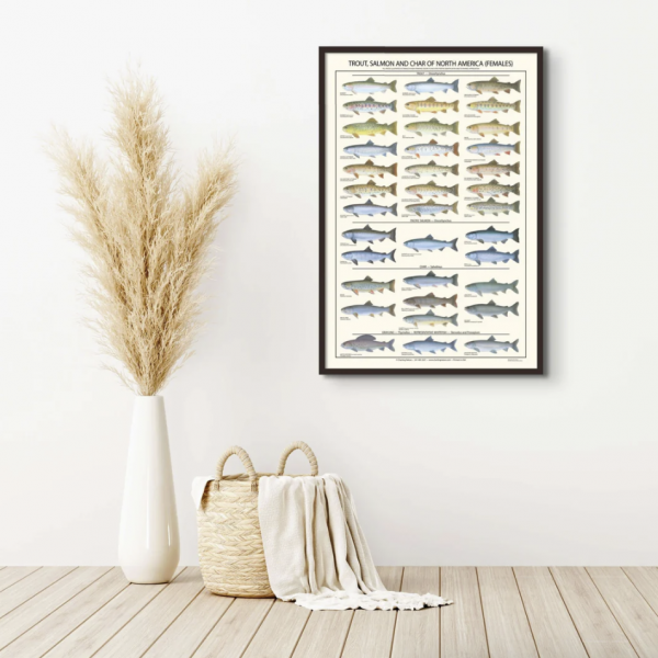 Poster Trucha, Salmon y salvino - Hembra